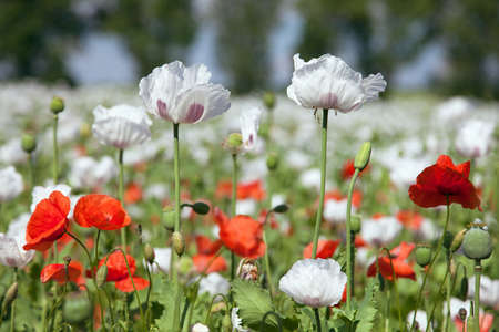 flowering opium poppy field in Latin papaver somniferum, poppy field weeded with red poppies, white colored poppy is grown in Czech Republic for food industryの写真素材