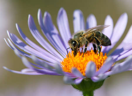 bee or honeybee in Latin Apis Mellifera, european or western honey bee sitting on the blue yellow violet or purple flowerの写真素材
