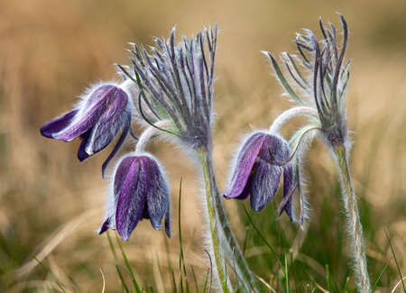 Pasqueflower. Beautiful flower of small pasque flower or pasqueflower on flowering meadow in latin Pulsatilla pratensisの写真素材