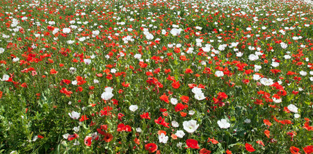flowering opium poppy field in Latin papaver somniferum, poppy field weeded with red poppies, white colored poppy is grown in Czech Republic for food industryの写真素材