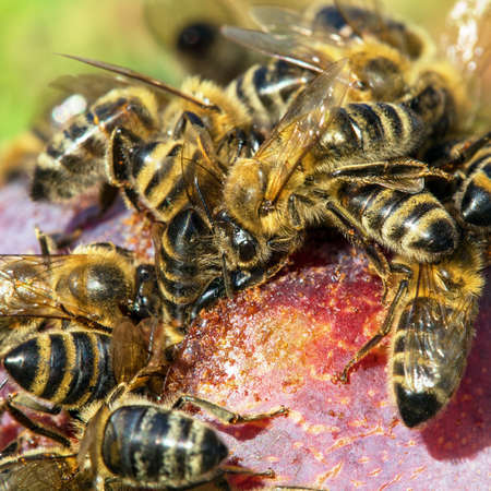 Bees or honeybees in latin Apis Mellifera on plum fruitの写真素材