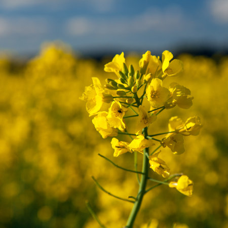 detail of golden flowering field of rapeseed canola or colza in latin Brassica Napus - rape seed is plant for green energy and oil industryの写真素材
