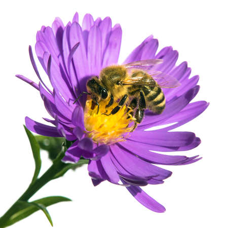 bee or honeybee in Latin Apis Mellifera, european or western honey bee sitting on the blue violet or purple flower isolated on white backgroundの写真素材