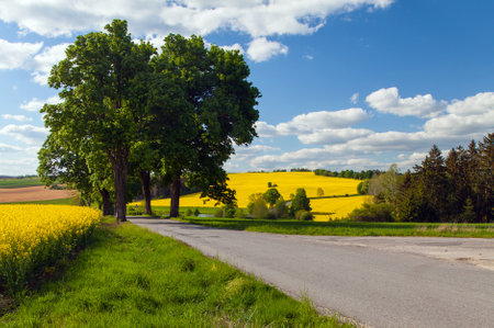 field of rapeseed canola or colza with road and alley of lime treesの写真素材