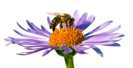 bee or honeybee in Latin Apis Mellifera, european or western honey bee sitting on the blue violet or purple flower isolated on white backgroundの写真素材