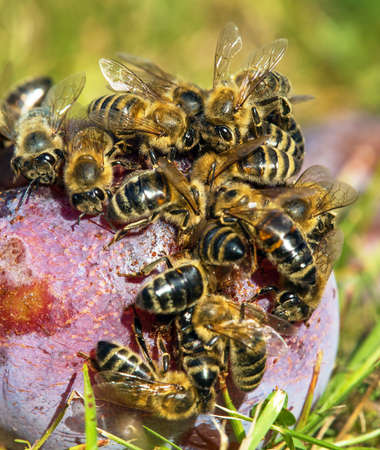 Bees or honeybees in latin Apis Mellifera on plum fruitの写真素材