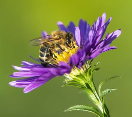 bee or honeybee in Latin Apis Mellifera, european or western honey bee sitting on the blue yellow violet or purple flowerの写真素材