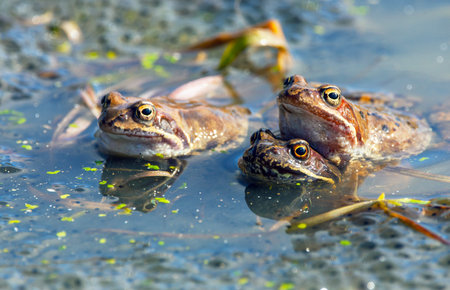 European Common brown Frog in latin Rana temporaria with eggs