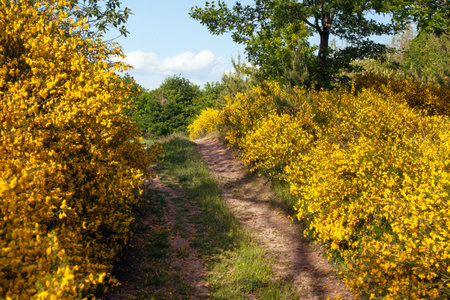 Cytisus scoparius, the common broom or Scotch broom yellow flowering in blooming time and dirt road, Bohemian and Moravian highland, Czech republicの写真素材