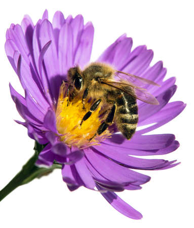 bee or honeybee in Latin Apis Mellifera, european or western honey bee sitting on the blue violet or purple flower isolated on white backgroundの写真素材