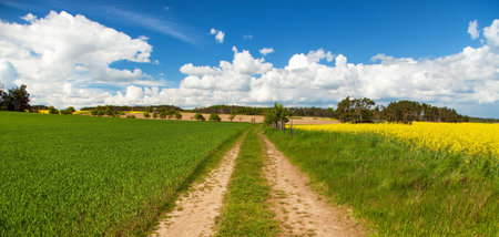 Rural road rapeseed field and cornfield with beautiful sky, Landscape from Bohemian and Moravian...