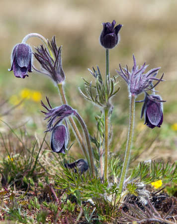 Pasqueflower. Beautiful flower of small pasque flower or pasqueflower on flowering meadow in latin Pulsatilla pratensisの写真素材