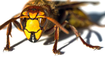 detail of European hornet in latin Vespa crabro isolated on white backgroundの写真素材