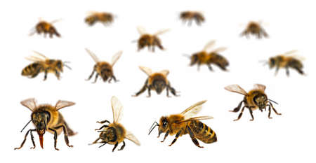 Set of bee or honeybee in Latin Apis Mellifera, european or western honey bee isolated on the white backgroundの写真素材