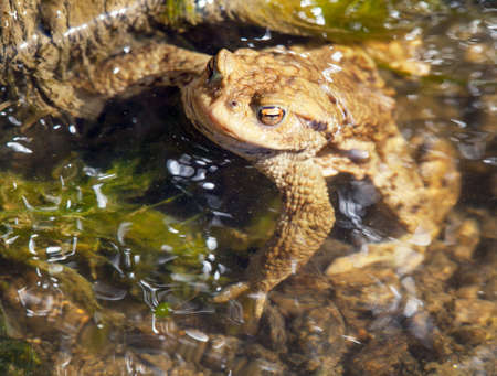 Common or European toad frog brown colored in latin bufo bufoの写真素材