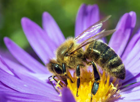 bee or honeybee in Latin Apis Mellifera, european or western honey bee sitting on the blue yellow violet or purple flowerの写真素材
