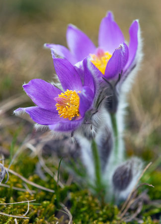 Pasqueflower. Beautiful blue flower of greater pasque flower or pasqueflower on the meadow, in latin pulsatilla grandisの写真素材