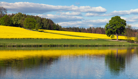 Field of rapeseed, canola or colza in Latin Brassica napus, rape seed is plant for green energy and oil industry, springtime golden flowering field with clouds reflected on the surface of the lake