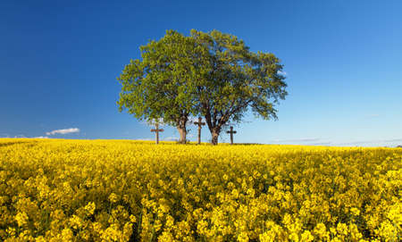 Rapeseed, canola or colza in Latin Brassica Napus, rape seed is plant for green energy and oil industry, springtime golden flowering field and group of two lindens and three crossesの写真素材