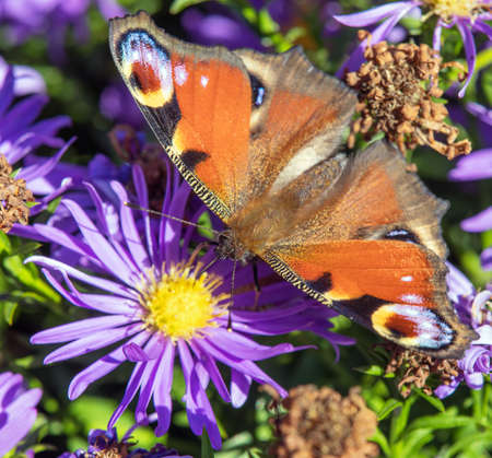 Peacock butterfly sitting on blue flower, in latin Inachis Io or Aglais Ioの写真素材