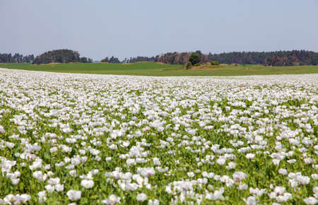 flowering opium poppy field in Latin papaver somniferum, poppy field, white colored poppy is grown in Czech Republic for food industryの写真素材