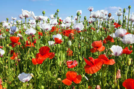 flowering opium poppy field in Latin papaver somniferum, poppy field weeded with red poppies, white colored poppy is grown in Czech Republic for food industryの写真素材
