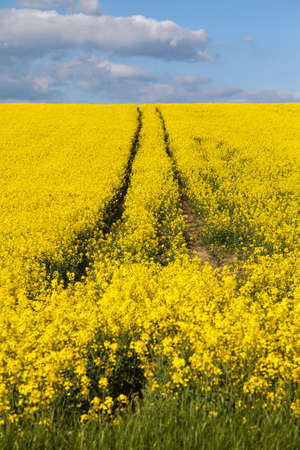 Field of rapeseed, canola or colza in Latin Brassica Napus with rural road, rapeseed is plant for green energy and oil industry, springtime golden flowering rape seed fieldの写真素材