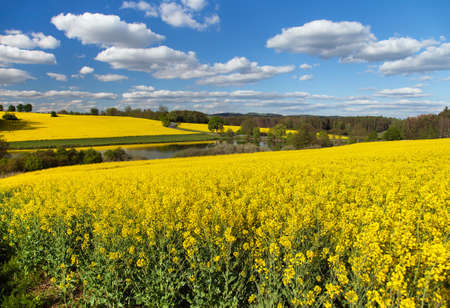 Rapeseed, canola or colza field in Latin Brassica Napus, rape seed is plant for green energy and oil industry, springtime golden flowering fieldの写真素材