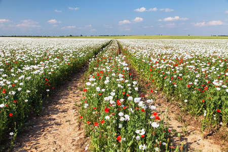flowering opium poppy field in Latin papaver somniferum with rural road, poppy field weeded with red poppies, white colored poppy is grown in Czech Republic for food industryの写真素材