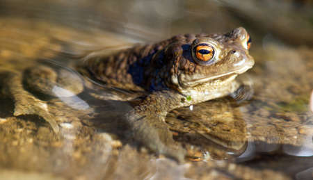 Common or European toad frog brown colored in latin bufo bufoの写真素材