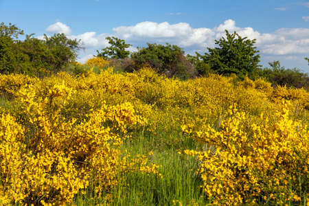 Cytisus scoparius, the common broom or Scotch broom yellow flowering in blooming timeの写真素材