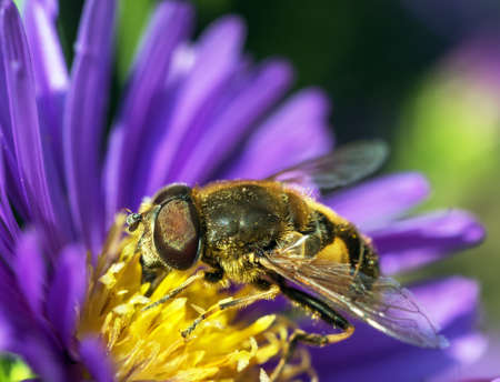 detail of fly sitting on the yellow violet purple or blue flowerの写真素材