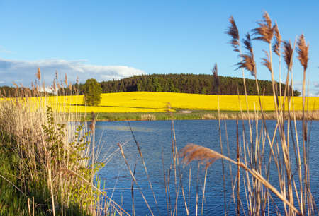 Rapeseed, canola or colza field landscape in Latin Brassica napus, rape seed is plant for green energy and oil industry, springtime yellow flowering field with lake or pond and grassの写真素材