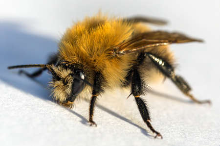 bumblebee insect isolated on the white backgroundの写真素材