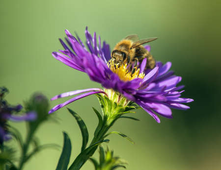 bee or honeybee in Latin Apis Mellifera, european or western honey bee sitting on the blue yellow violet or purple flowerの写真素材