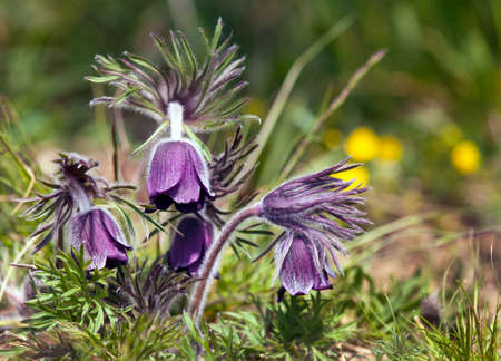 Pasqueflower. Beautiful flower of small pasque flower or pasqueflower on flowering meadow in latin Pulsatilla pratensisの写真素材