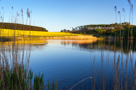 Rapeseed, canola or colza field landscape in Latin Brassica napus, rape seed is plant for green...