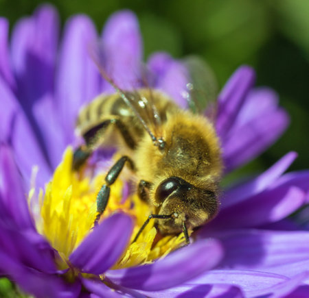 bee or honeybee in Latin Apis Mellifera, european or western honey bee sitting on the blue yellow violet or purple flowerの写真素材