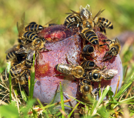 Bee or honeybee in Latin Apis Mellifera, Honey bees on plum fruitの写真素材