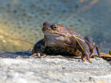 European Common brown Frog in Latin Rana temporaria with eggsの写真素材