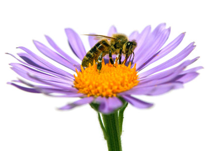 bee or honeybee in Latin Apis Mellifera, european or western honey bee sitting on the blue violet or purple flower isolated on white backgroundの写真素材