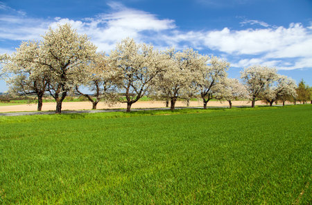 green field, road and alley of flowering cherry trees in Latin Prunus cerasus with beautiful sky. White colored flowering cherry treeの写真素材