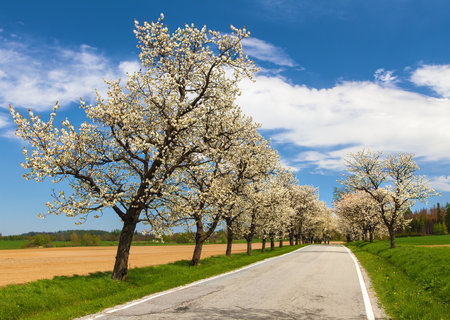 road and alley of flowering cherry trees in Latin Prunus cerasus with beautiful sky. White colored flowering cherry treeの写真素材