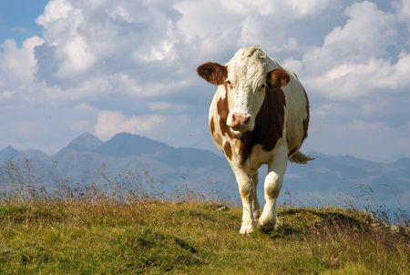 cow in Latin bos primigenius taurus, on Alps Dolomites mountains, Italyの写真素材