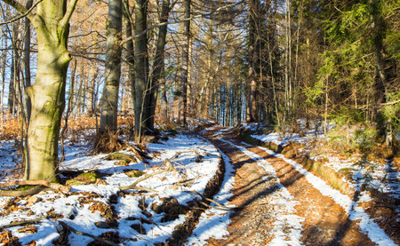 Forest road winter view with trees woodland landscapeの写真素材
