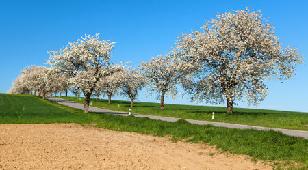road and alley of flowering cherry trees in Latin Prunus cerasus with beautiful sky. White colored flowering cherry treeの写真素材