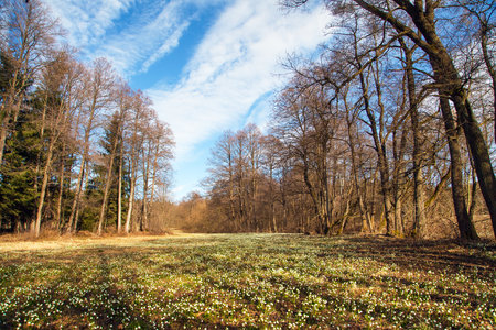 spring meadow with white flowering snowflakes, springtime landscapeの写真素材