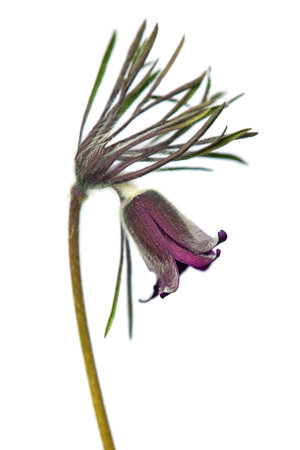 Pasqueflower. Beautiful flower of small pasque flower or pasqueflower on flowering meadow in Latin Pulsatilla pratensis isolated on white backgroundの写真素材
