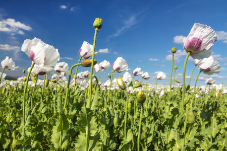 flowering opium poppy field in Latin papaver somniferum and beautiful sky, white colored poppy is grown in Czech Republic for food industryの写真素材