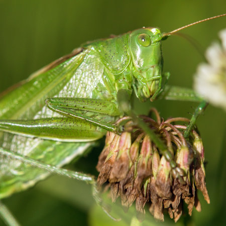 Grasshopper green, great green bush-cricket, in Latin Tettigonia viridissimaの写真素材